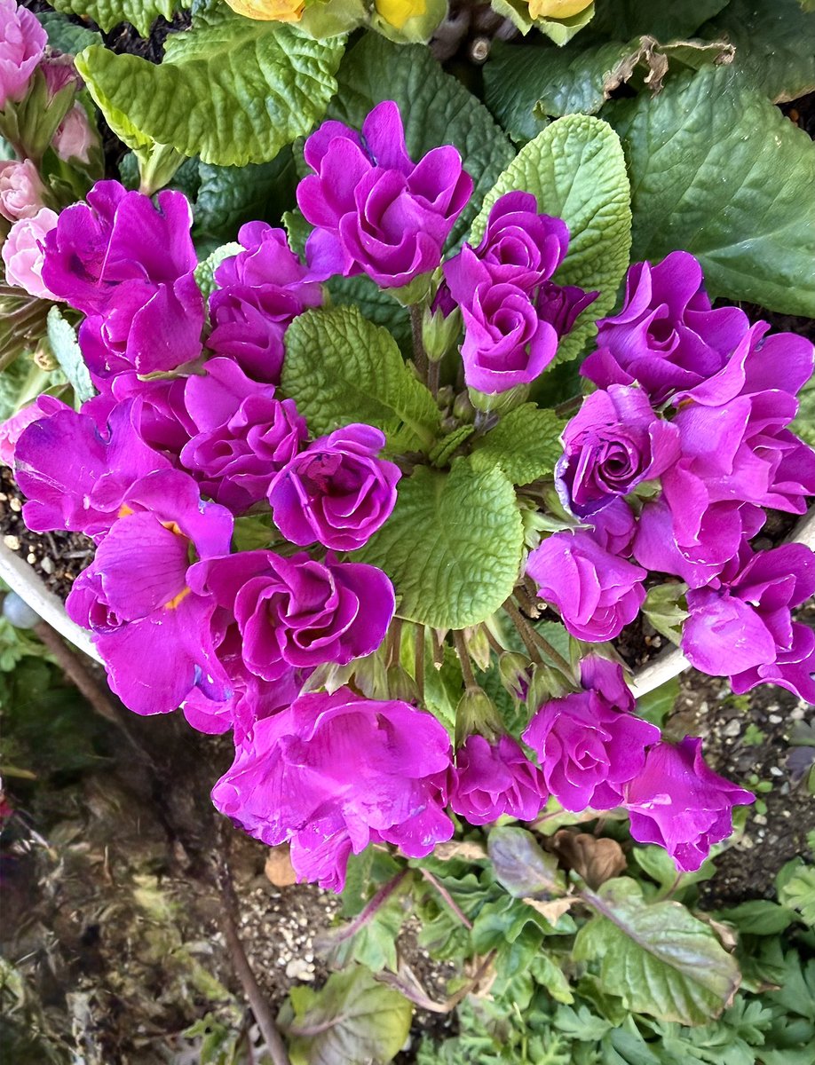 ๑ˊ͈ ꇴ ˋ͈)ꕤおはよ～ ございますꕤ 🌸 🌸 楽しそうに🎶 🌸 🍀 🌸 輪に