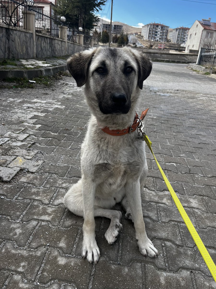 Mesaj kutumda mı bir sorun var yoksa Çomçom’u hayatının aşkı yapacak kişi X mi kullanmıyor, bilemiyorum altan. Yuva?