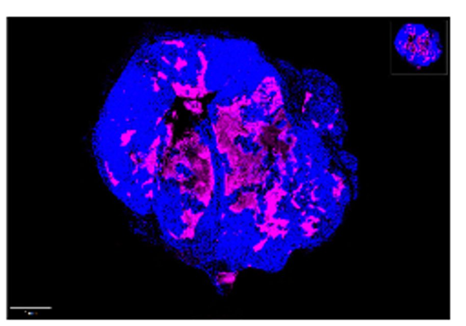 UC San Diego Surgery tweet media