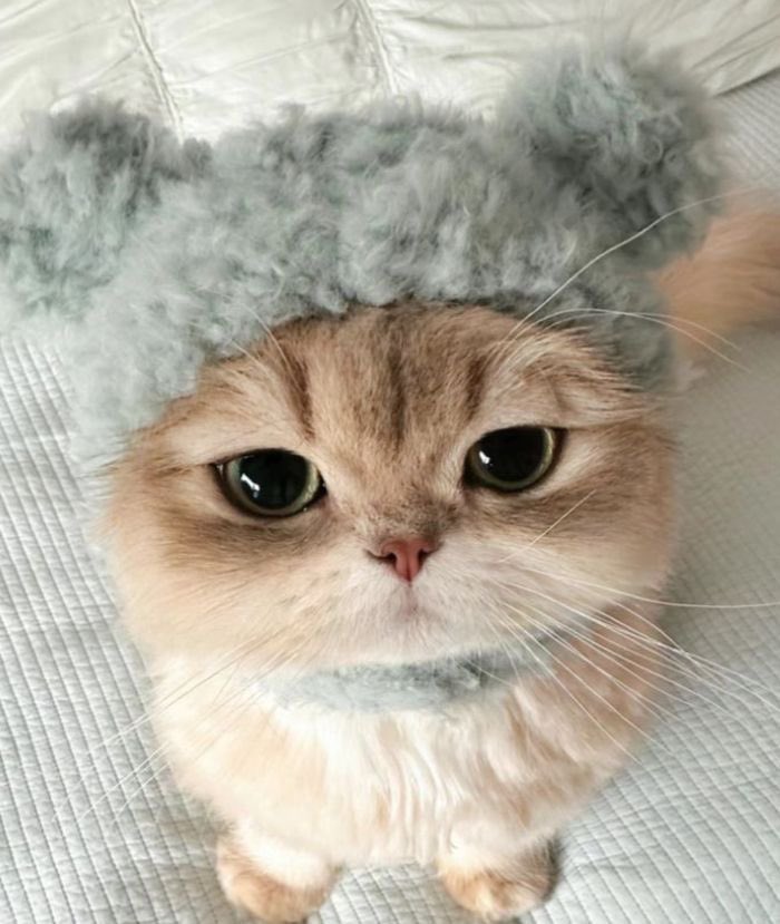 cat🤏