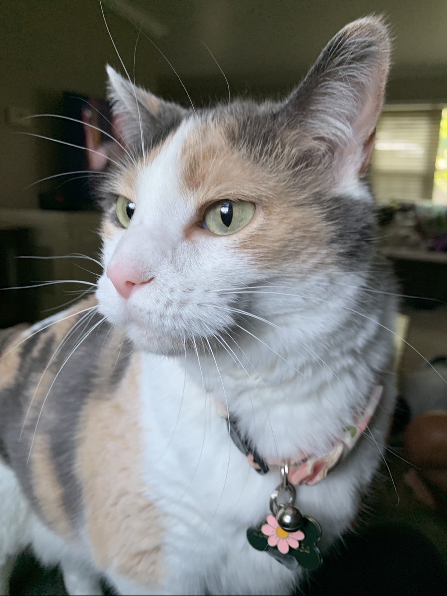 🚨LOST CAT🚨
Bacardi is an altered, 8-10 yr. old, female cat that went missing on 1/15/2026 on Cameron Ave and Alida Ave in Rockford, IL. 
👉Please call Kacie at (224) 425-0334 or (815) 243-0471 with any information.