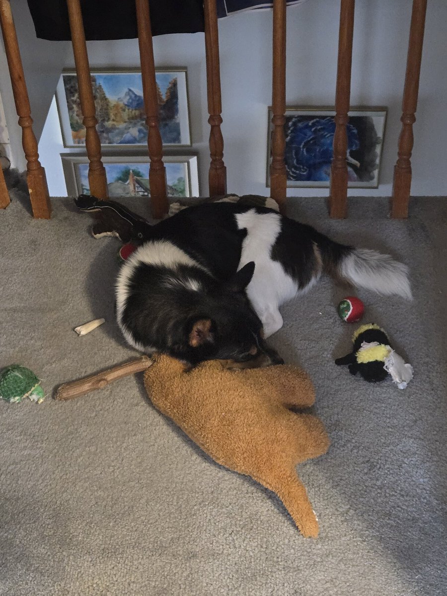 Cookiez 🔜Toronto Comic con tweet media