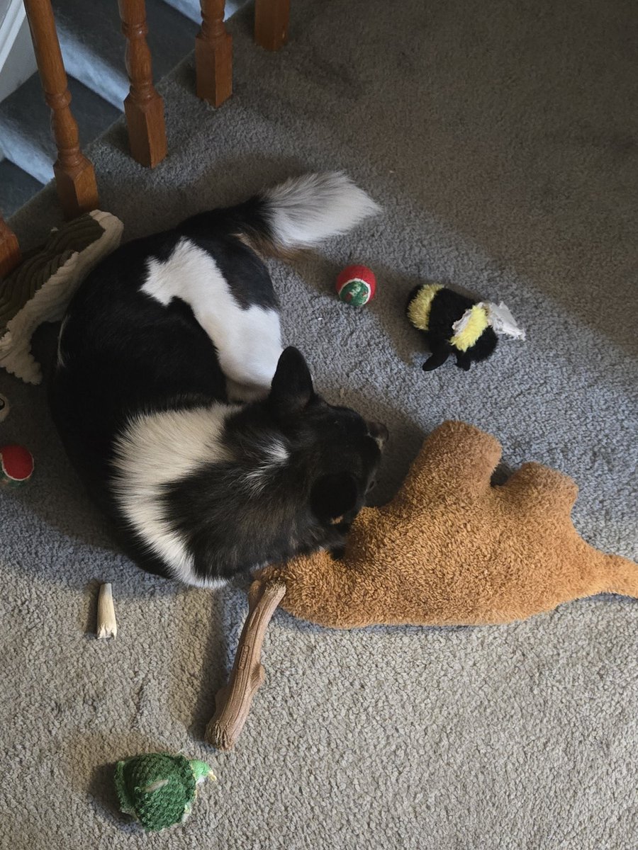 Cookiez 🔜Toronto Comic con tweet media