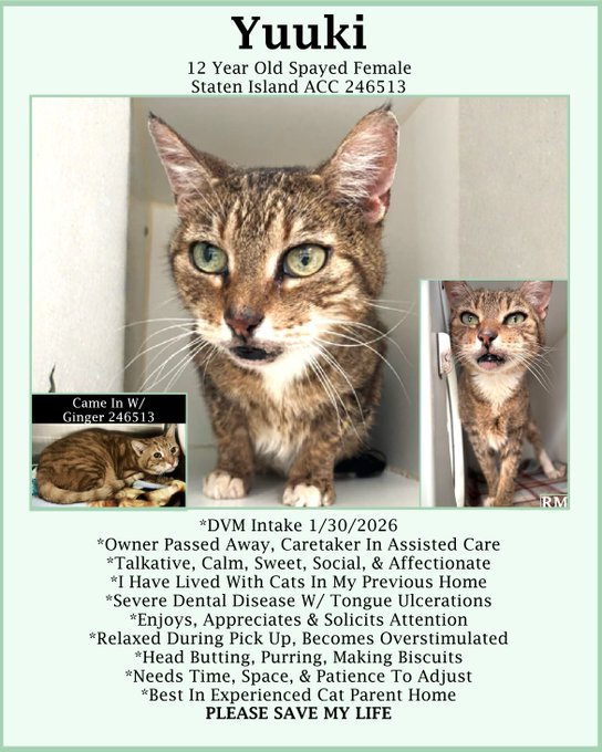 🆘URGENT🆘SENIOR ALERT🙏🏾PLZ KEEP SHARING🆘
🙏🏾PLZ #PLEDGE 2 SAVE MY LIFE
💘Sweet 12.9YO #Senior Brown #Tabby &amp; White Kitty "YUUKI"💘
💔😿Her Owner Passed Away, Severe Dental Dz
🚨Still Needs #Adoption #Rescue #Foster🚨
➡️246513 facebook.com/photo.php?fbid…
#StatenIsland #NYCACC #Cat