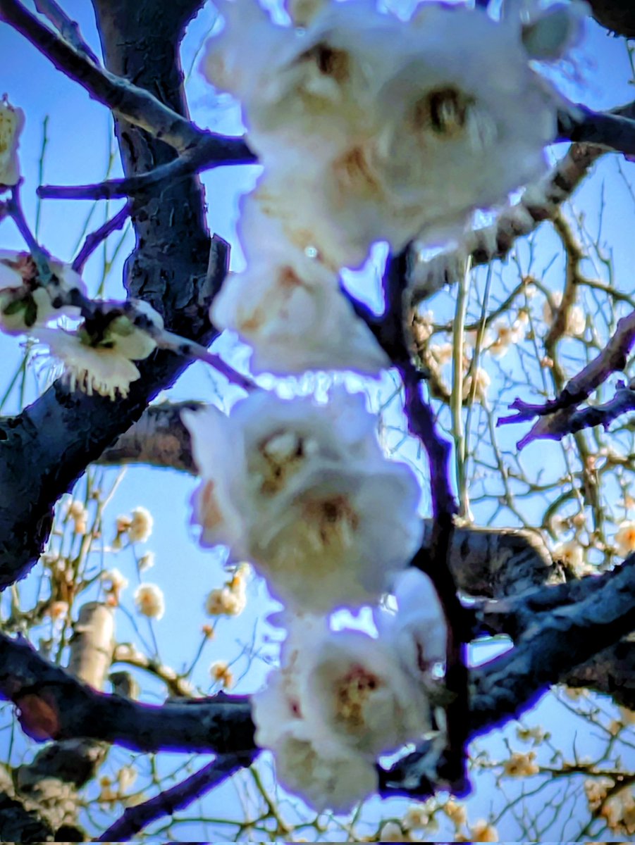 のんちゃんにﾎﾟﾁｯ💜