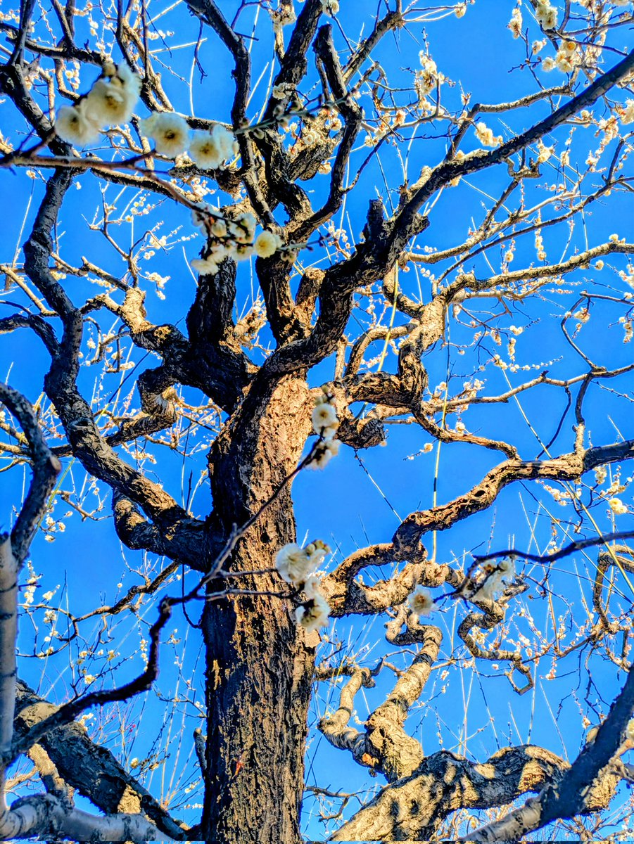 のんちゃんにﾎﾟﾁｯ💜