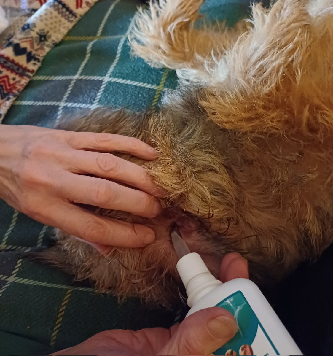 Still got a wee infection, so we went to the vet today. Mummy has to scoosh this stuff in my lugs and it'll get better.