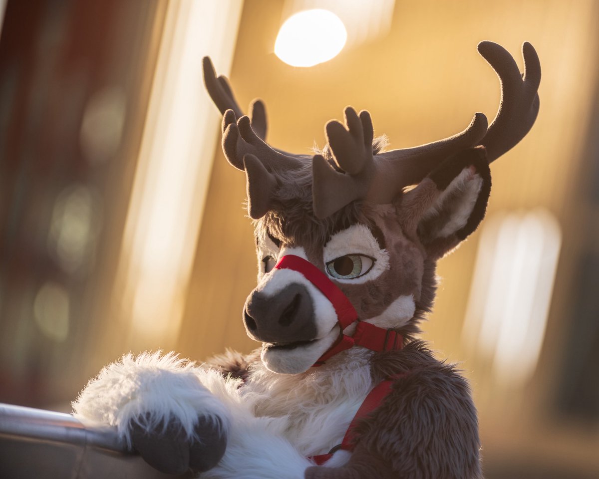 🌻 混沌的隊長 ➡️ AFC tweet media