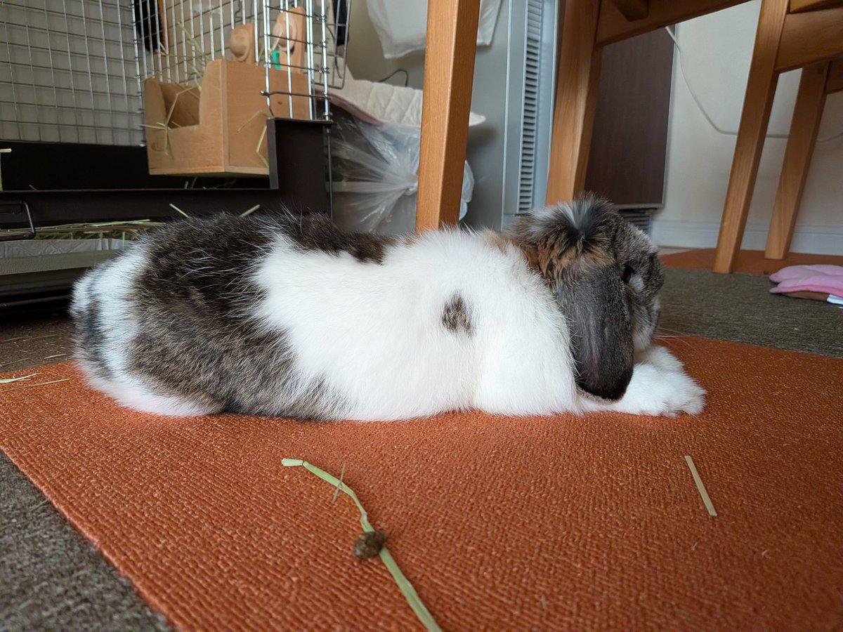 もも♀🍑@うさぎパパ (@momorabbit21) / Posts / X