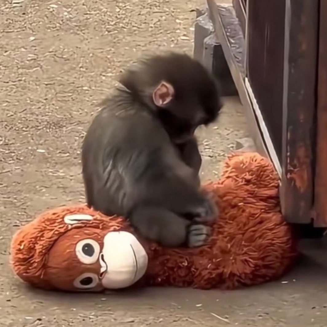 gusholderhaber's tweet image. Tekrar dışlanan Punch’ın yaşananların ardından hayata küstüğü belirtildi.