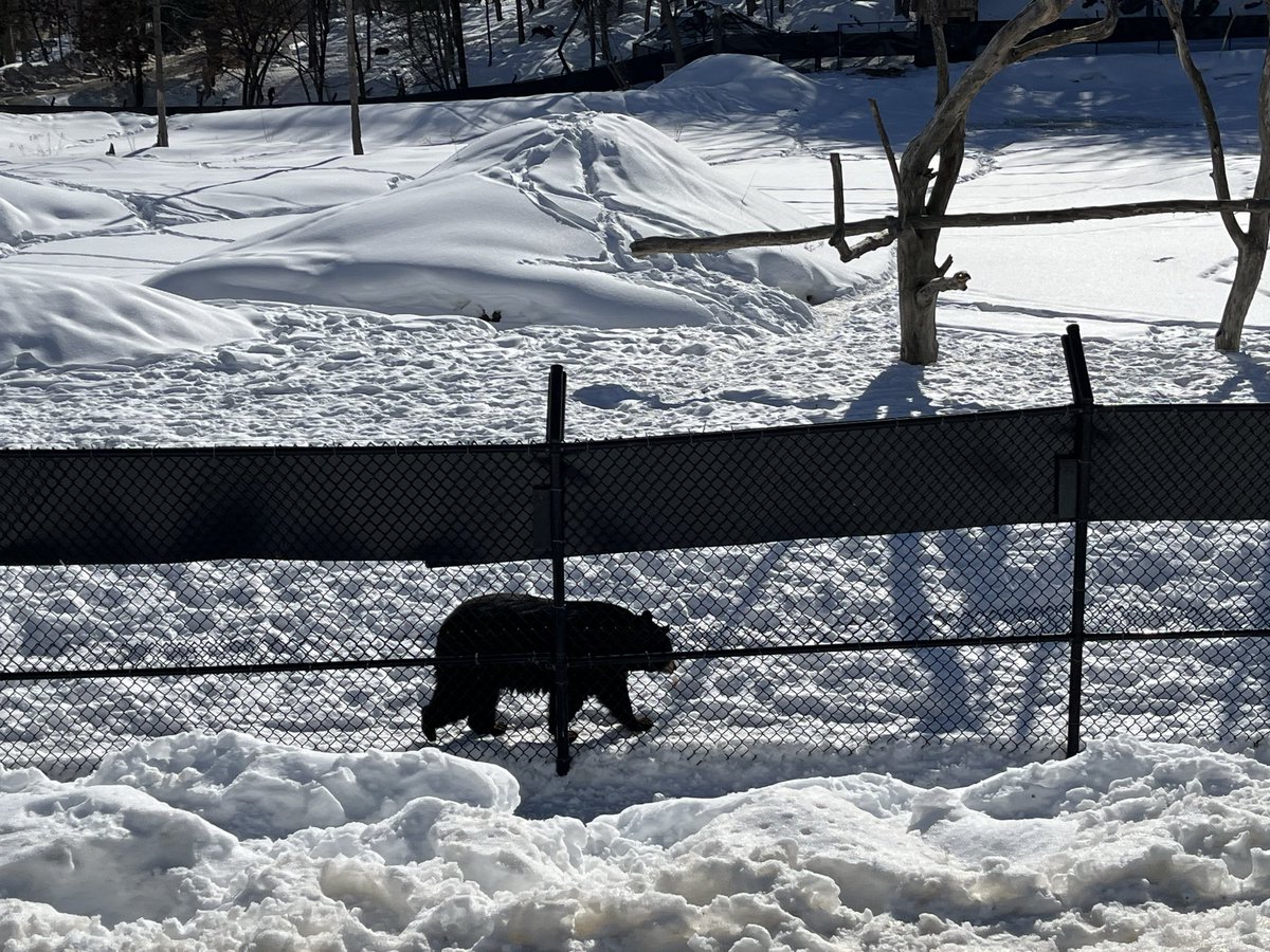 NPTCGroup_SPS's tweet photo. Amazing to see the animals at Omega Park and the work they do to preserve the breeds! Everyone had a fantastic time and the guide JY was great and very knowledgable !
Onto hotel No2👍
🇨🇦🐻🦌🦫🦬🦦🐺🦊🇨🇦 https://t.co/2oHKR3Fs9f
