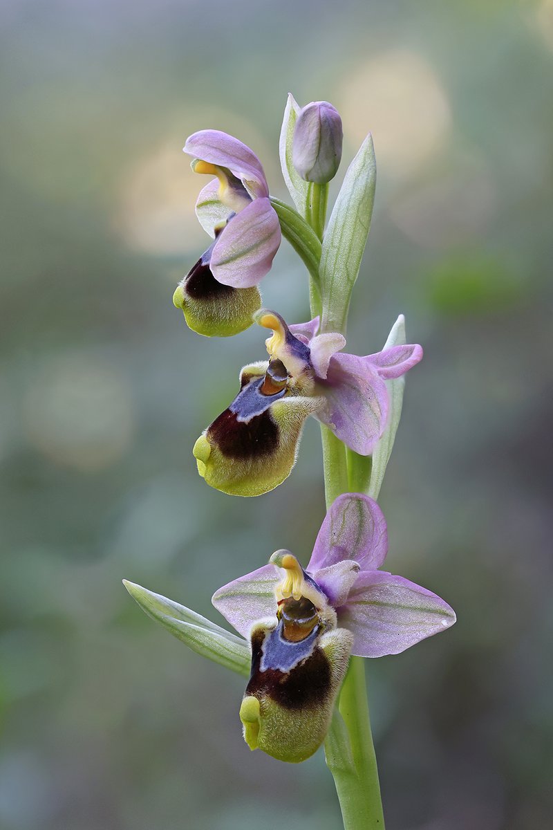 Matt Berry tweet media