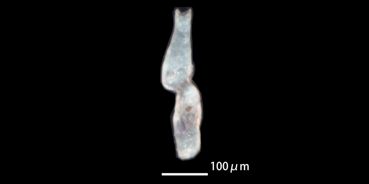 forafukiminera's tweet photo. Nodophthalmidium simplex
tidal pool, Nagasakibana, Ichikikushikino City, Kagoshima Prefecture, Kyushu, Southwest Japan, collected 1 February 2026.
#ForamFriday #foraminifera #有孔虫 #底生有孔虫 https://t.co/ECibjHeNaZ