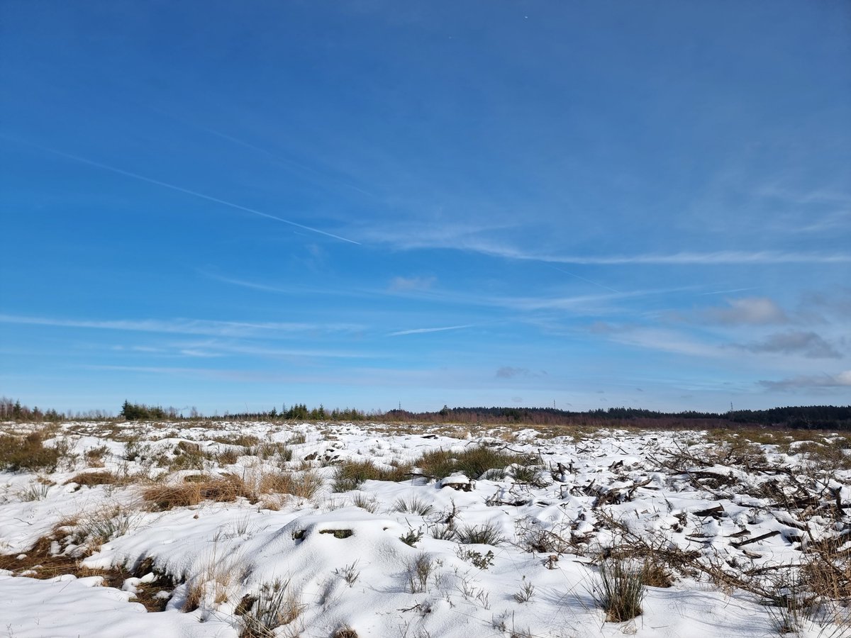 basnatuurlijk's tweet photo. Winter hoog in de Ardennen, met een wolf als toegift. https://t.co/l1C67Wil68