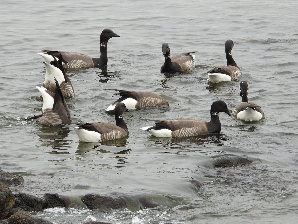 pats_view's tweet photo. Brent Geese in a circle ... which game are they playing ? https://t.co/84XPsOmX9y
