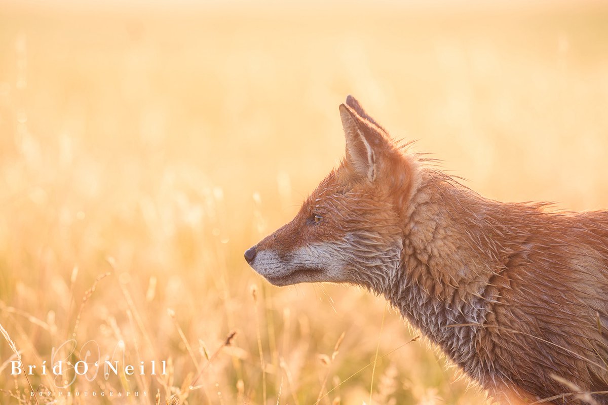 Bríd O'Neill (BON Photography) tweet media