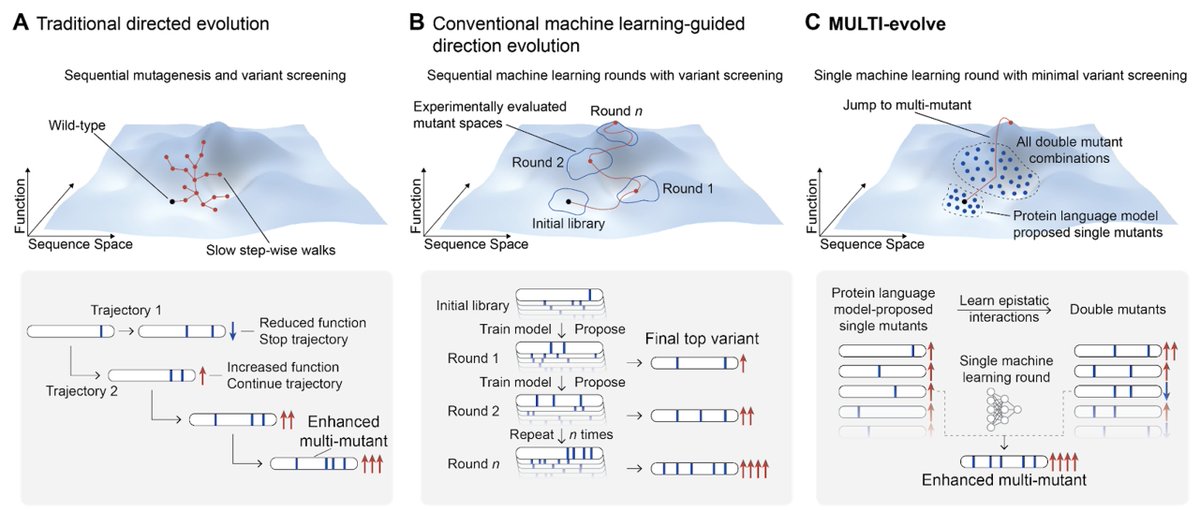 pdhsu's tweet photo. The process of scientific research is fundamentally a search problem, and we basically do guess and check. We've trained predictive models of biology, like our Evo series of DNA language models, to learn the evolutionary constraints on biological sequences. Such models learn a fitness landscape of what evolution has explored. But the fitness landscape is not the same as the function you actually care about: whether an enzyme catalyzes faster, whether an antibody binds tighter, whether a CRISPR tool edits better. The core question is how do you connect the knowledge of these models to the functional search that has to happen in the physical lab?