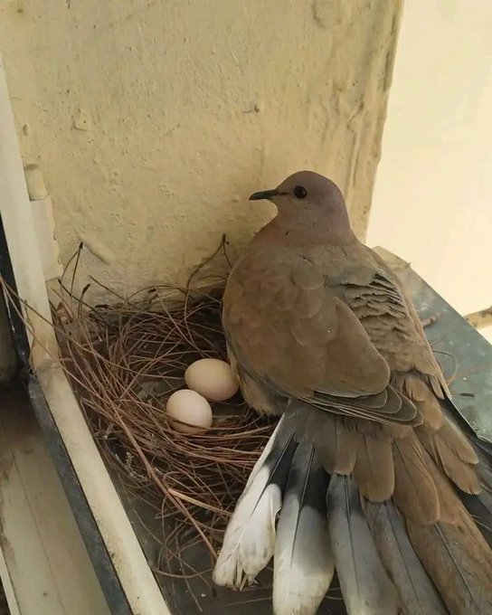 نسمي هاذا طائر في حجة اليمن 🇾🇪 هجف ايش اسمة في منطقتك او بلدك
