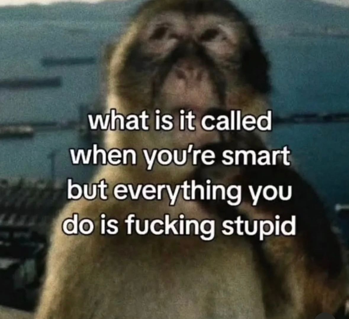 ADHD Memes tweet media