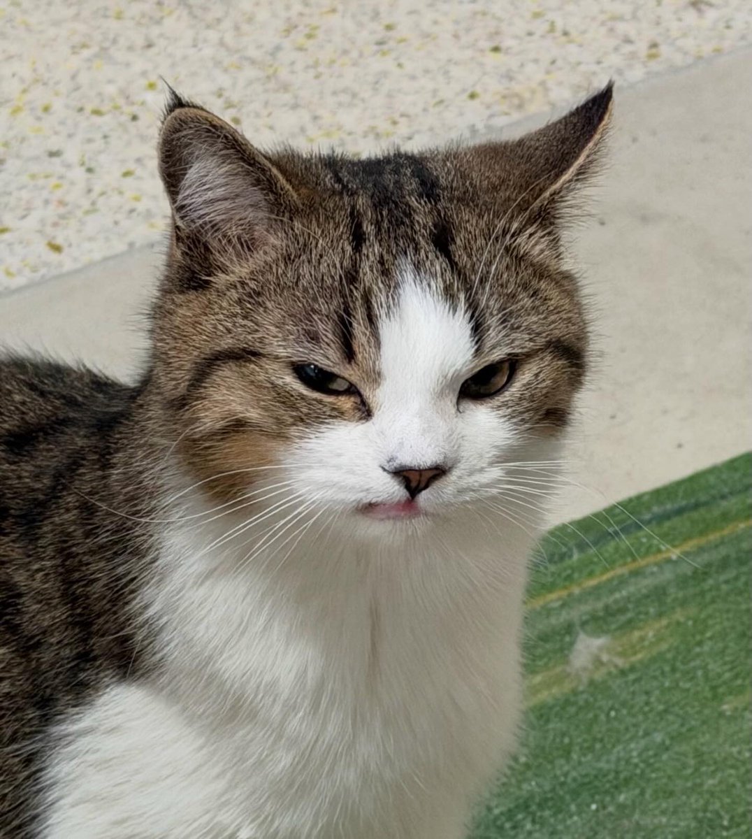 No Cats No Life (@nocatsnolife_m) on Twitter photo 