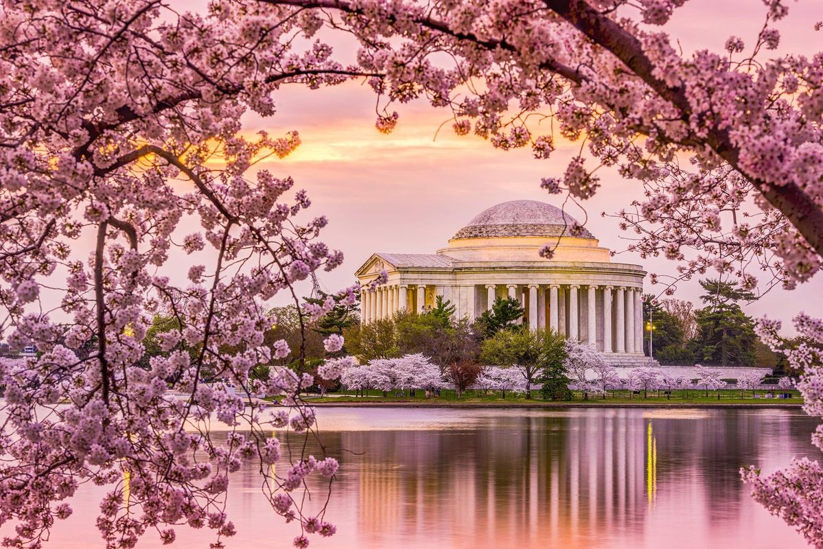 Cherry Blossoms around the Jefferson Memorial, in DC 🇺🇸 🌸🌸