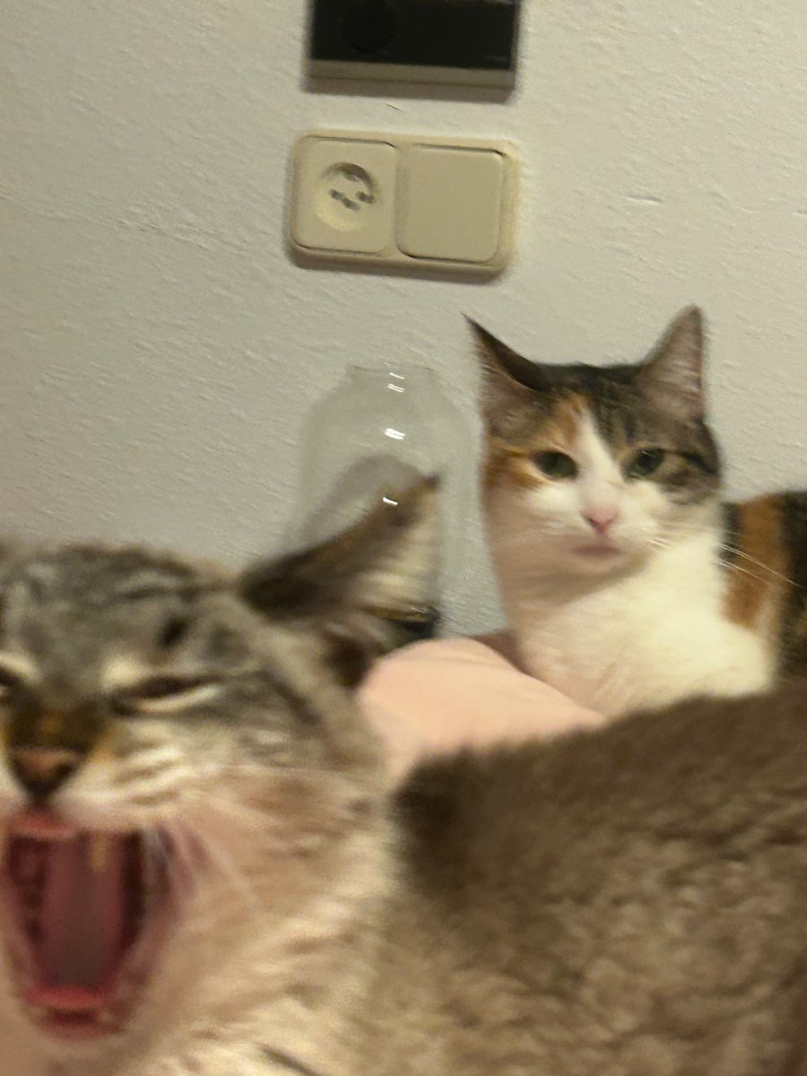 nu 🇵🇸 (@sonmeiga_) on Twitter photo 