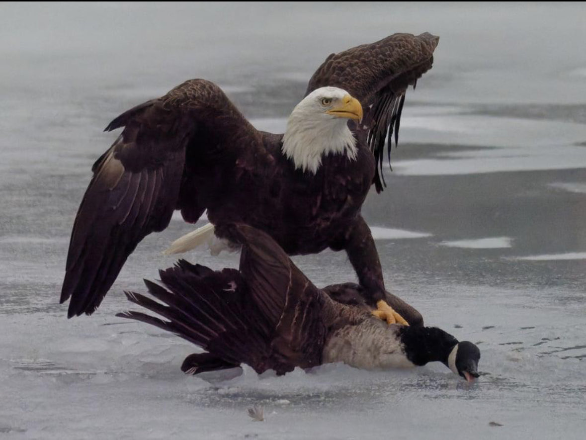 JollyRedGiant94's tweet photo. SUCK IT CANADA!!!!!!! USA USA!!! https://t.co/CIDePStozW