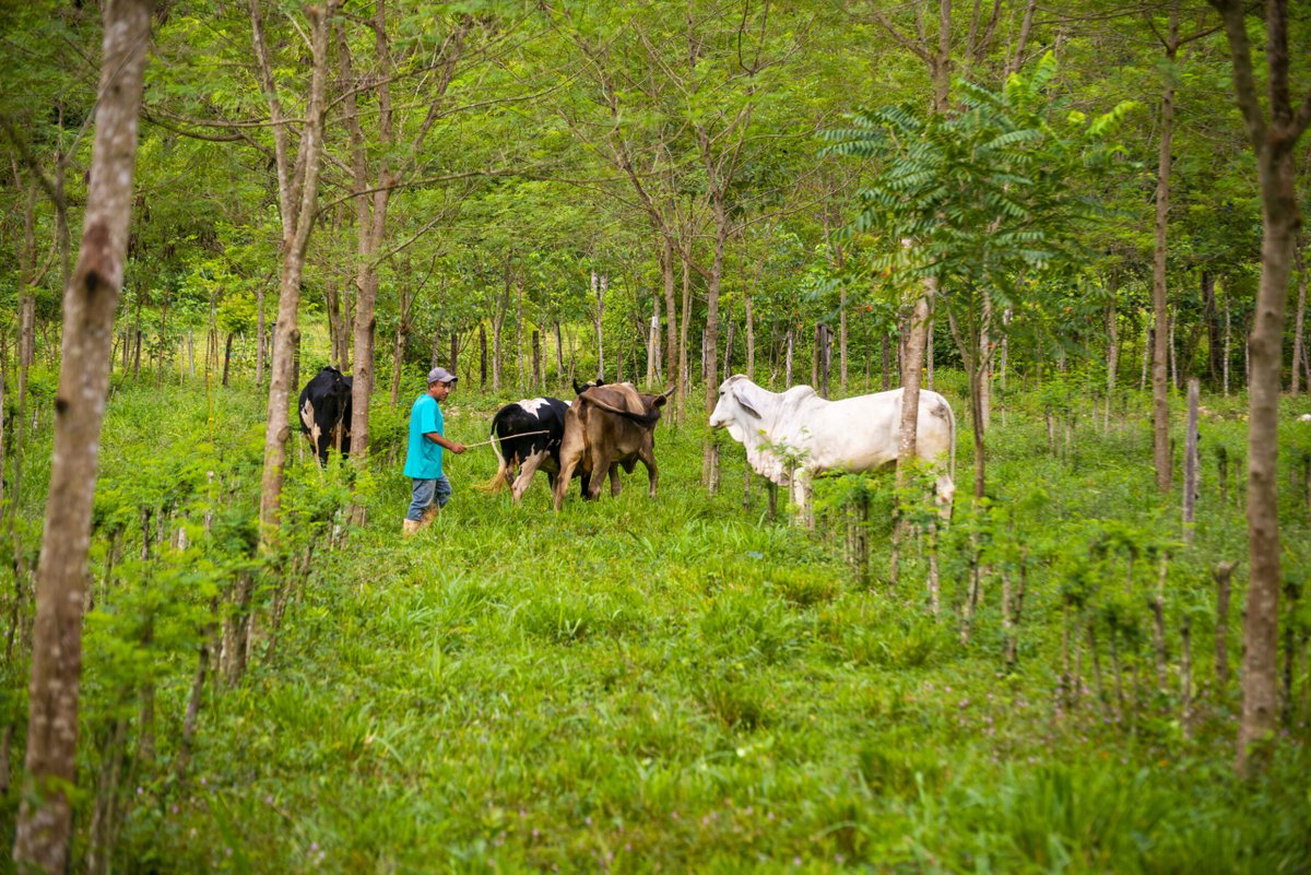 GlobalEbAFund's tweet photo. 🌿 Closed project spotlight: Guatemala

From farmers to policy: this EbA project advanced Productive Landscape Restoration, trained 383 stakeholders &amp; shaped national livestock strategy.

🔗 Learn more: https://t.co/HgtpCN7jHU

#GlobalEbAFund #EbA

@RnfrstAlliance https://t.co/kpr1tGIdcv