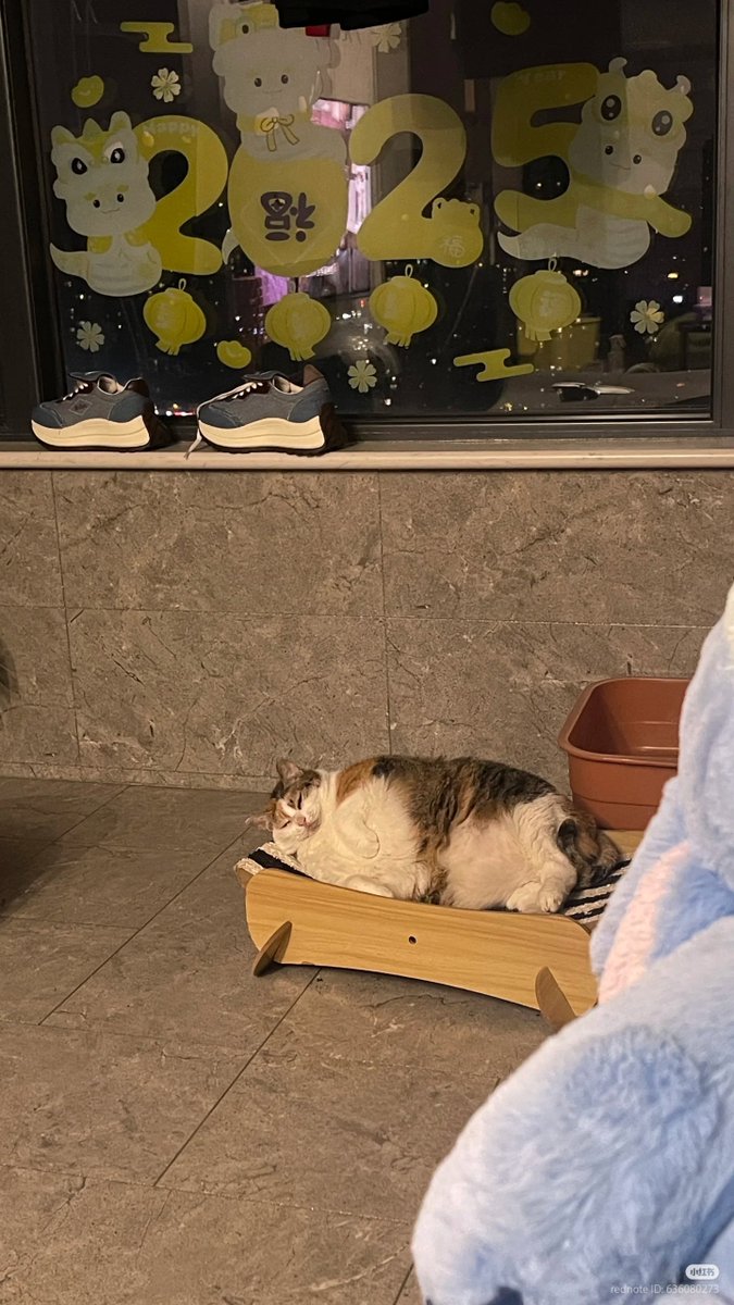 nocontextscats's tweet photo. 😴 https://t.co/wHViyjrWqa