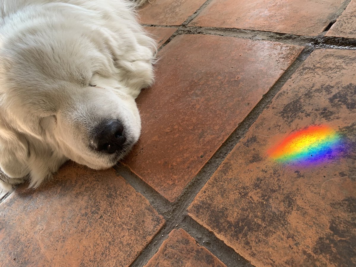 No era una olla con oro, era un perrito. 🌈🥰