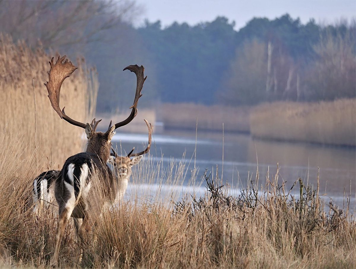 awdbossie's tweet image. Amsterdamse Waterleidingduinen
AWD Damherten 
#awd #awdbossie #damhert #natuur
