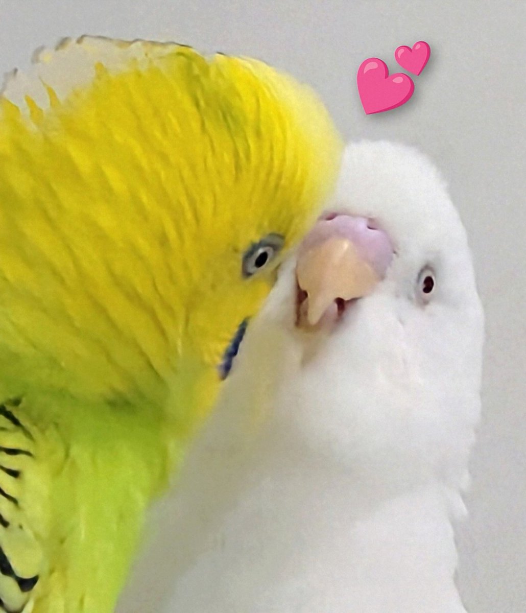 仲良しセキセイインコ おはようございます😊✨ 今日の画像はめちゃ仲の