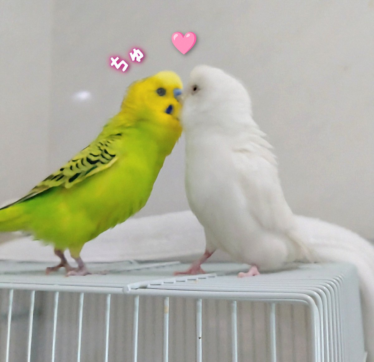 仲良しセキセイインコ おはようございます😊✨ 今日の画像はめちゃ仲の