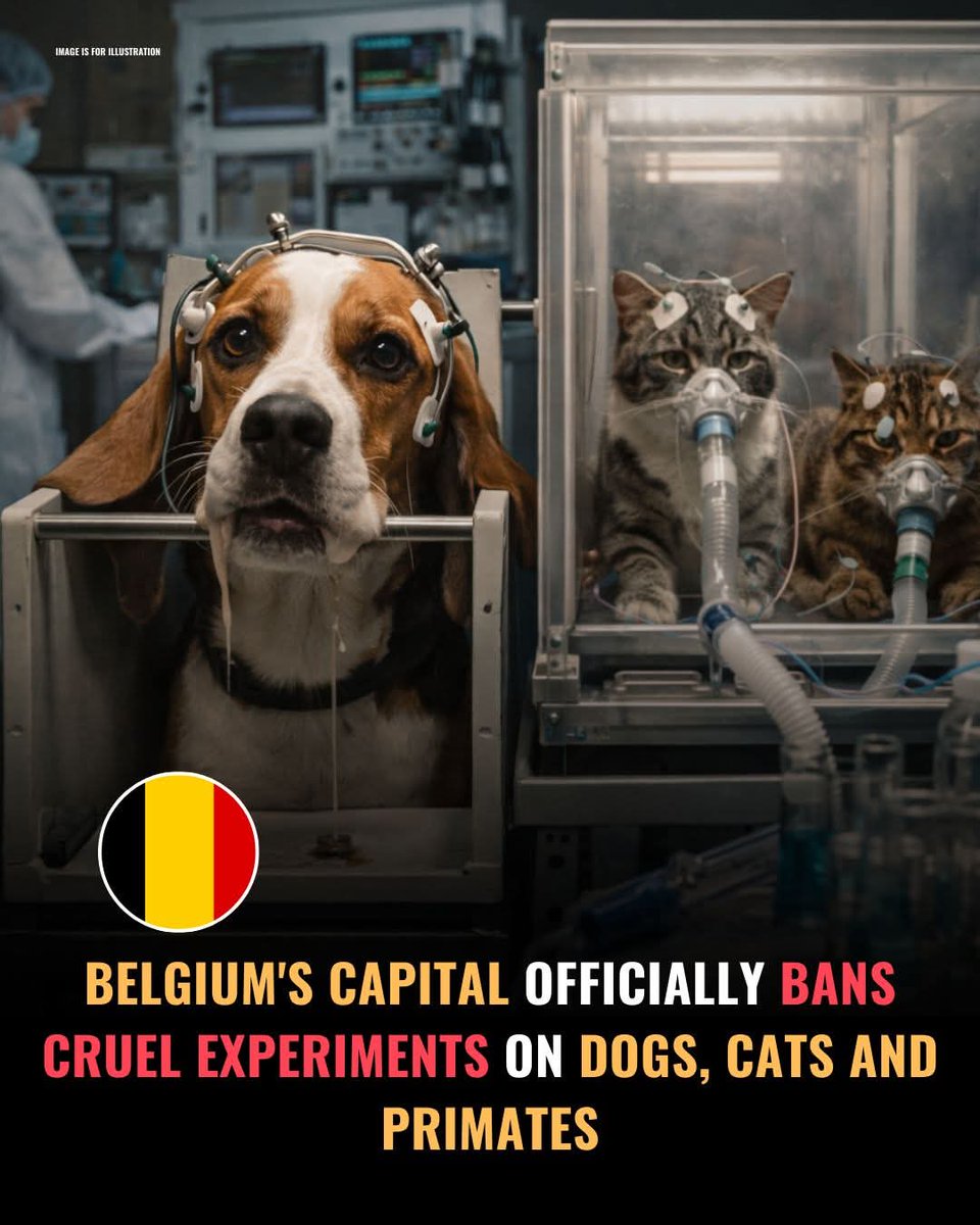 yolanda schultes tweet media