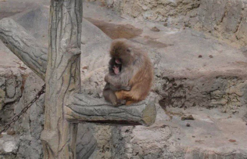 He made one friend which means he will slowly integrate in the tribe.

This is a beautiful reminder that it always gets better.

Always. ❤️