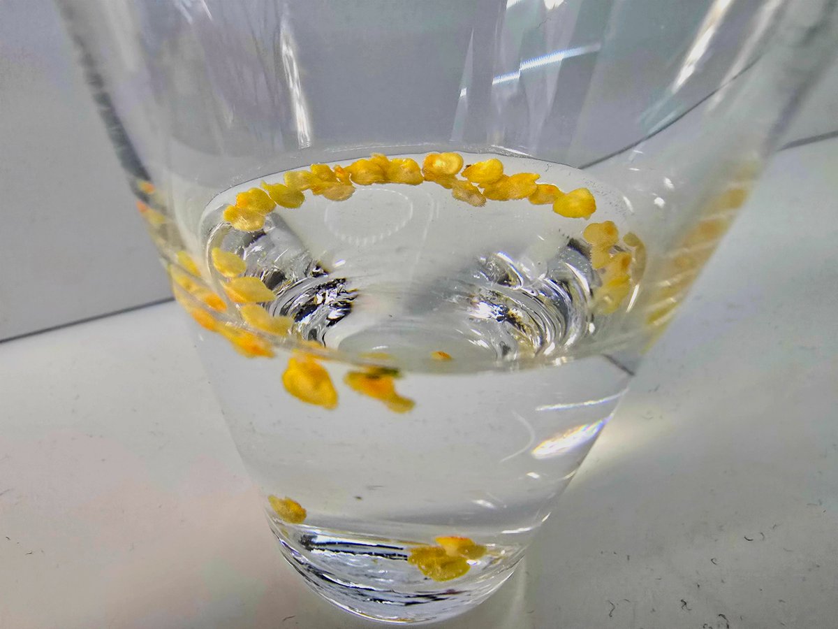 Hello all,

my Carolina Reaper chili journey 2026 starts today.🌶🌶🌶

Step 01: Seeds in warm water without light for a day.#️⃣0️⃣1️⃣