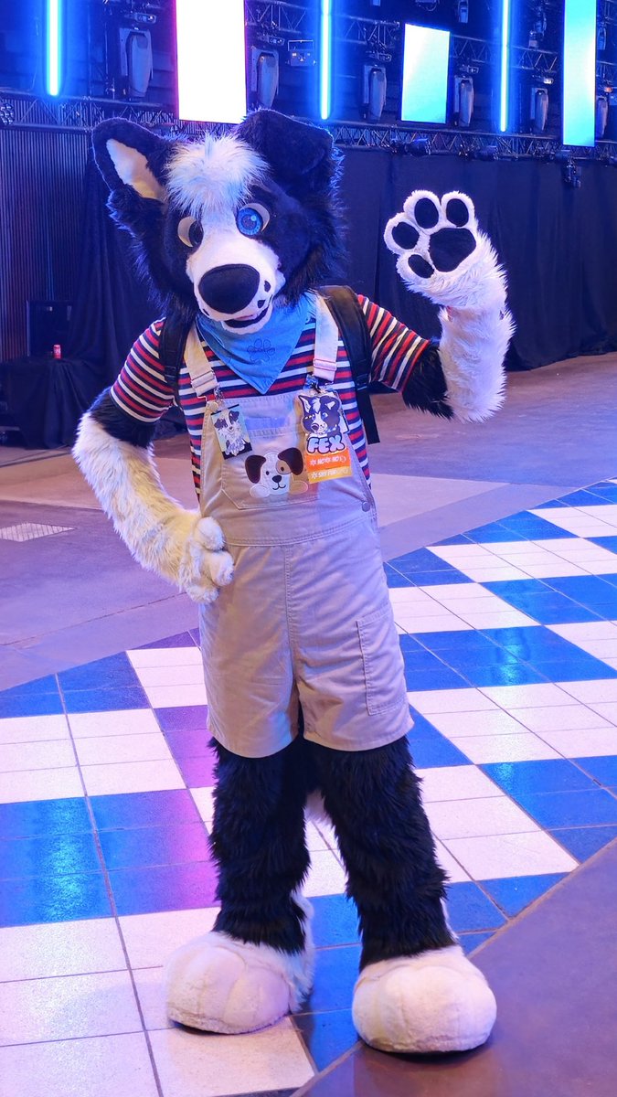 Little Collie tweet media