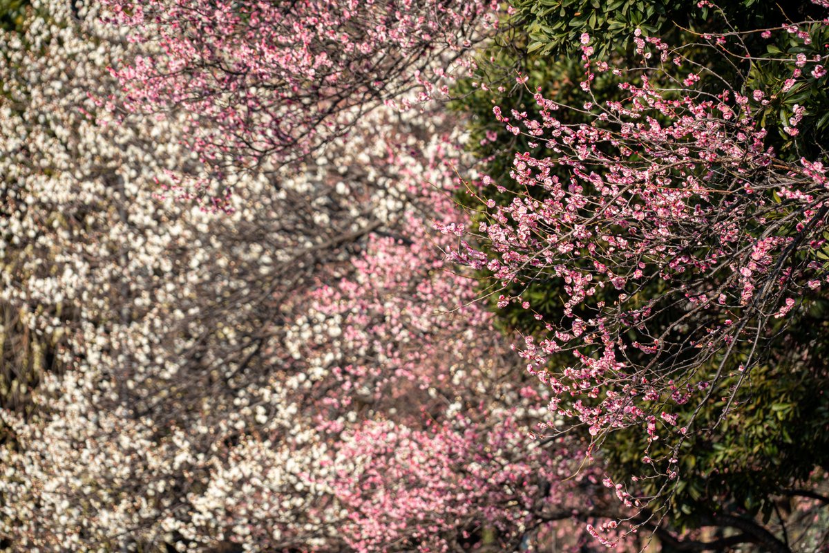 Red and White Plum Blossoms 紅梅と白梅 #photograghy #キリトリ