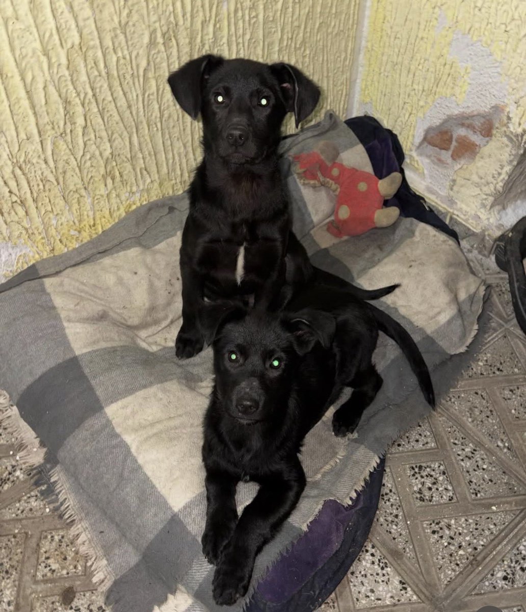 kolacsavisnjom's tweet image. Dušice traže dom, ko želi ove crne lepotane, neka se jave na Ig Miji, devojci koja brine o Henriju ❤️🙏