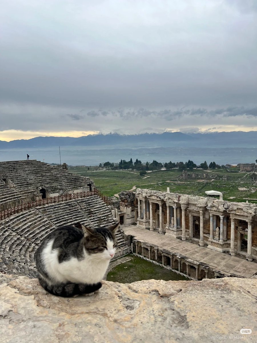 No Context Cats tweet media