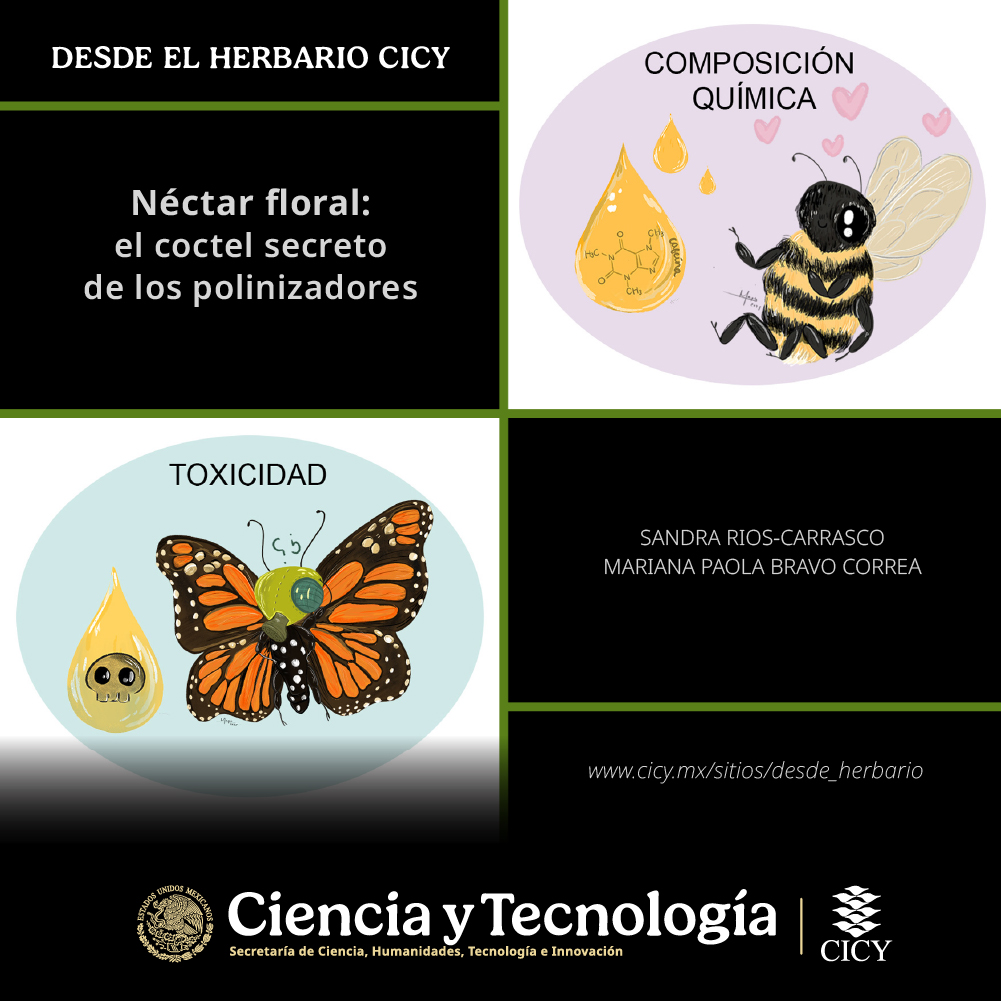 CICYoficial's tweet image. El #néctar es mucho más que un simple dulce para los polinizadores, se trata de un mundo de aromas, sabores y sorpresas. No todos los néctares son iguales; algunos deleitan y otros repelen. Incluso algunos contienen antibióticos que cuidan la salud de los visitantes florales.