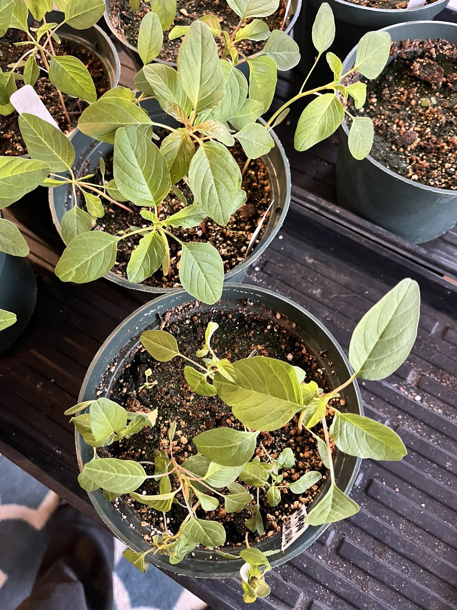 Meaghan Anderson tweet media