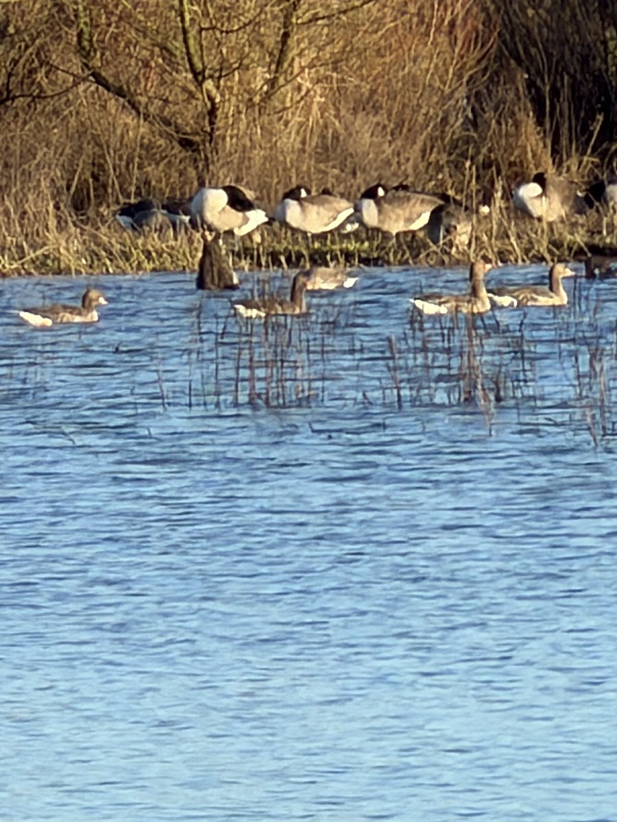 Cazlar123's tweet photo. Precious wetland habitat
#floodplains https://t.co/QR3VjM3puK