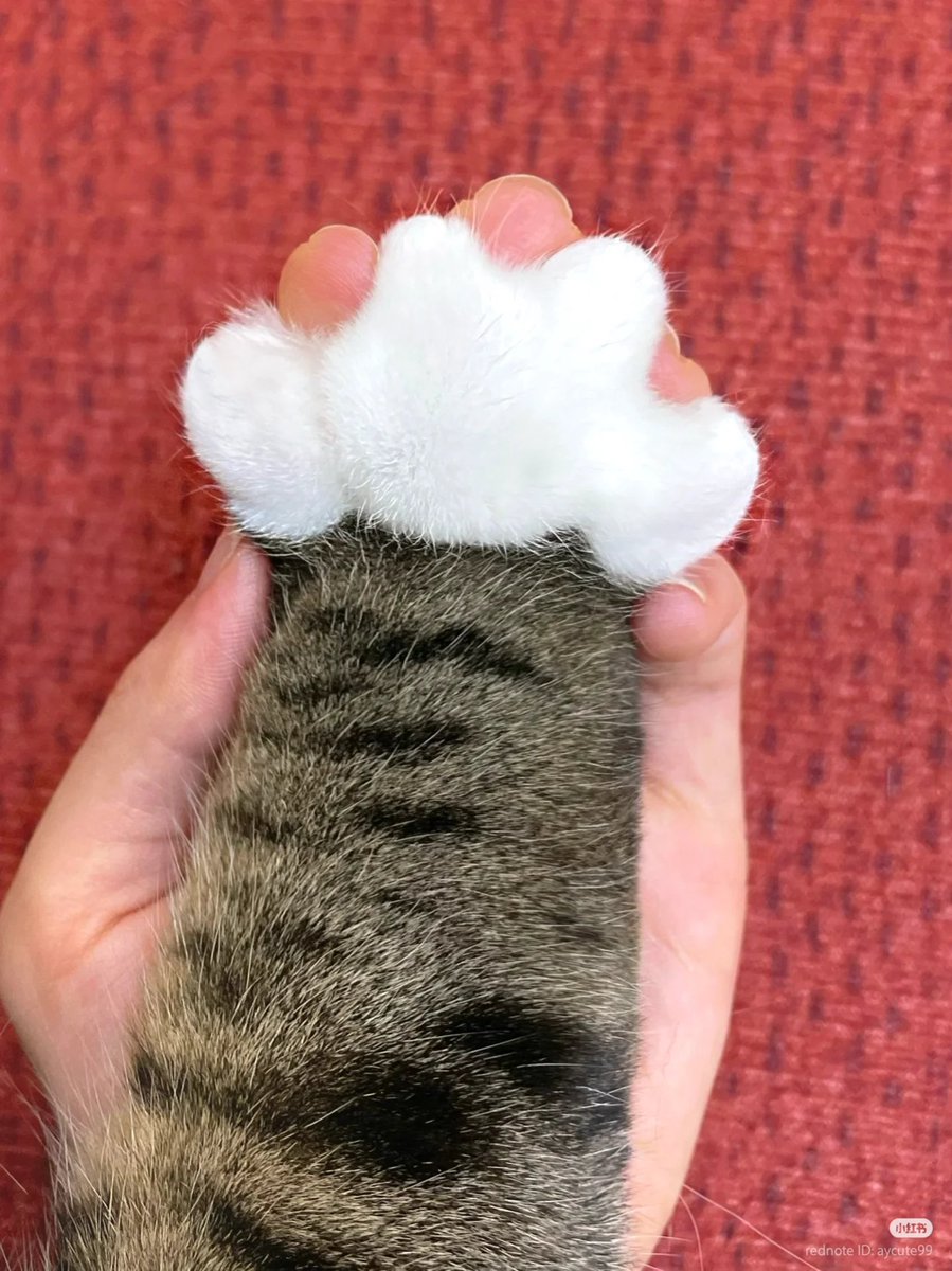 No Context Cats tweet media