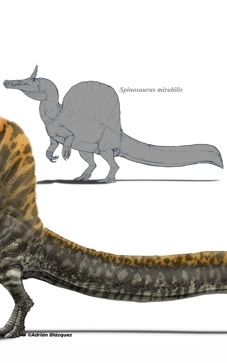 Adri PaleoArt 🦖🖌️⊗⎊ tweet media