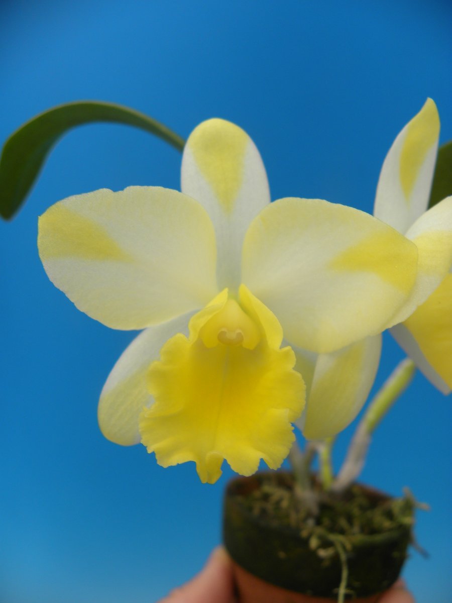 百花良蘭 (@HTorchidN) / Posts / X