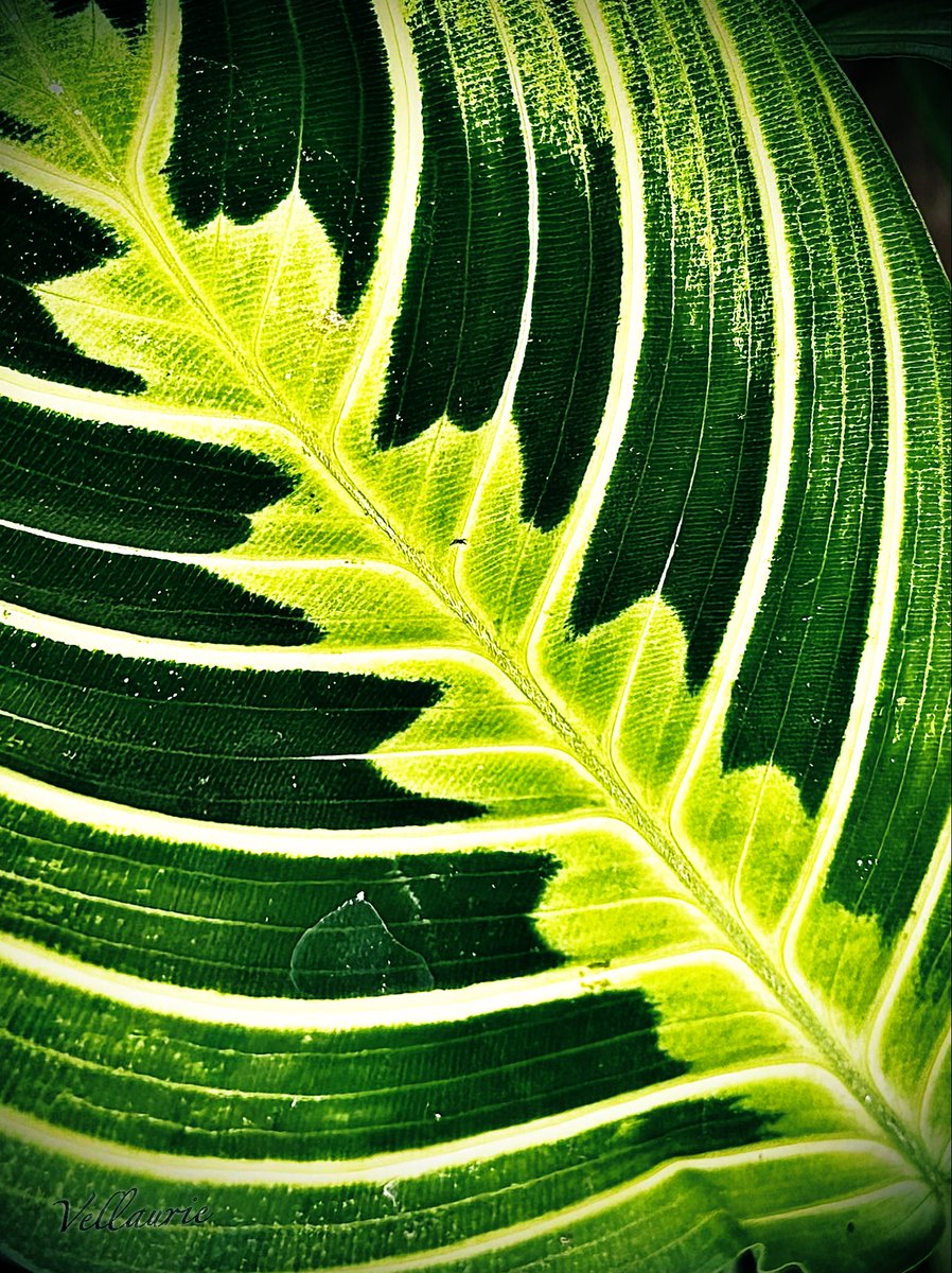 VijayEllaurie's tweet image. Theme - Leaf…🍁🍂☘️

Every leaf whispers the same truth: change is beautiful..
Qp/Share🍂🌿🍁
#Leaf