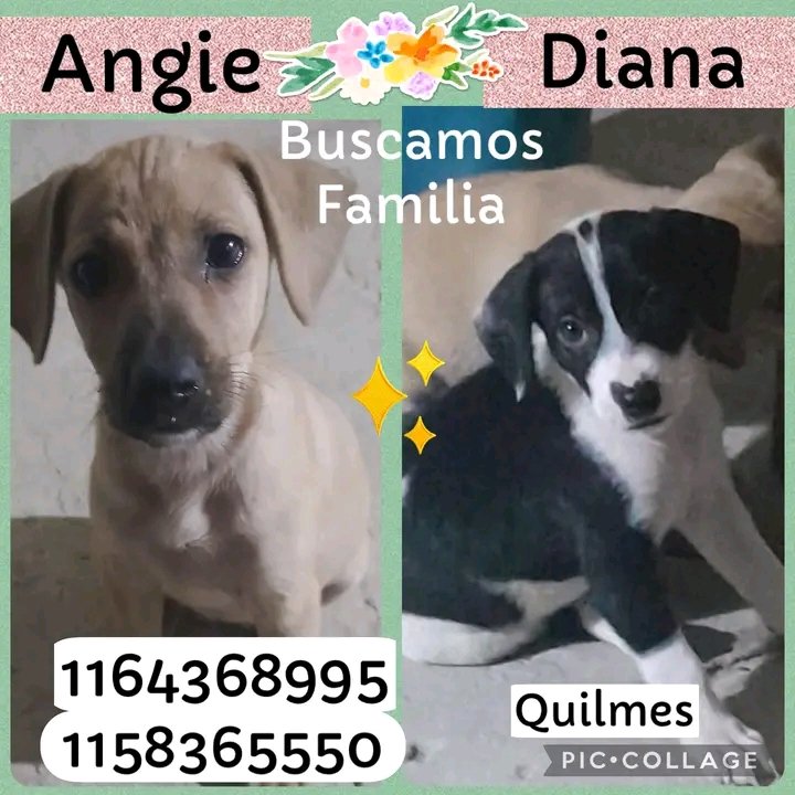 A AYUDAR A ANGIE Y A DIANA, HERMOSÍSIMAS BEBITAS, para que PRONTO ENCUENTREN UNA CASITA, EL CUIDADO RESPONSABLE Y EL AMOR DE UNA FAMILIA!!!🙏😉💞🏡💓💖  Desde ya, muchas gracias!!!🐶🤗❤️ #Quilmes #Adopción #AdoptaNoCompres #AdoptarSalvaVidas