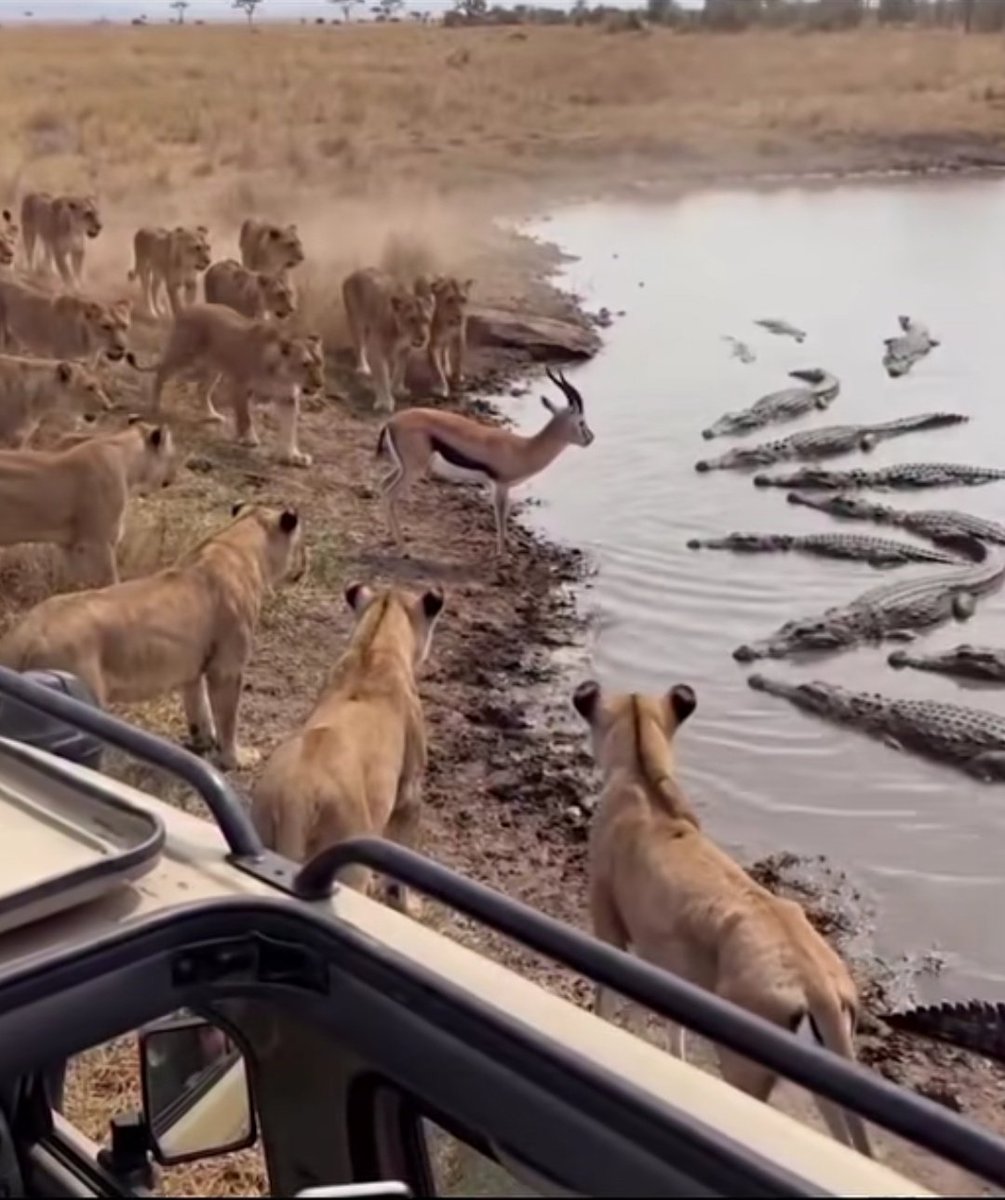 ABDULMAJEED tweet media