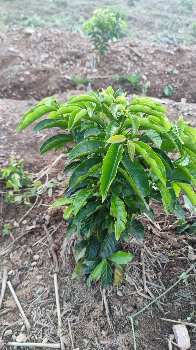 CNDD-FDD BURUNGA tweet media